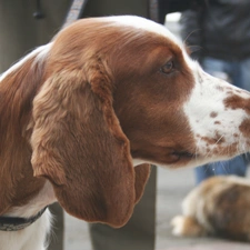 Welsh Springer Spaniel, Head