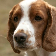 Welsh Springer Spaniel, Head