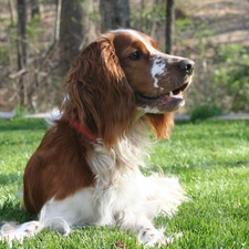 Welsh Springer Spaniel, lying