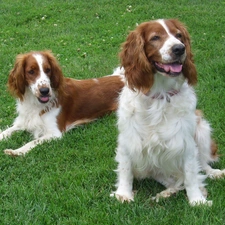 Welsh Springers spaniels, grass, Two cars