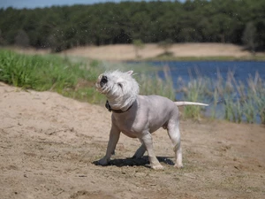 West Highland White Terrier, bath, dog