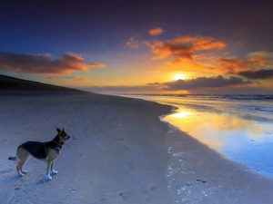 Beaches, sheep-dog, west, sun, sea, german