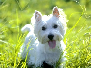 honeyed, juicy, grass, West Highland White Terrier