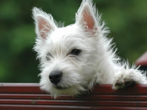 dog, West Highland White Terrier