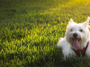 doggy, West Highland White Terrier
