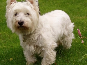 honeyed, West Highland White Terrier