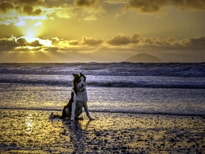 west, sea, dog, sun, Beaches