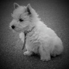 West Highland White Terrier, dog