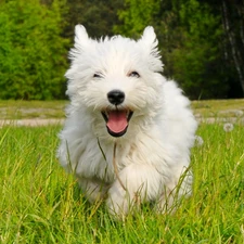 West Highland White Terrier, dog