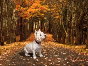 West Highland White Terrier, White, trees, viewes, Way, dog