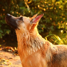 wet, sheep-dog, dog