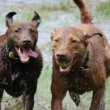 wet, Chesapeake Bay retrievery, Two cars