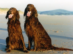 wet, Irish Setters, Two cars