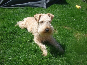 coat, Lakeland Terrier, wheat