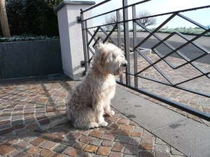Irish Soft coated wheaten terrier, fence