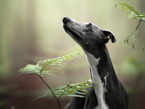 Whippet, Fern, dog
