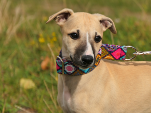 Whippet, dog, Greyhound