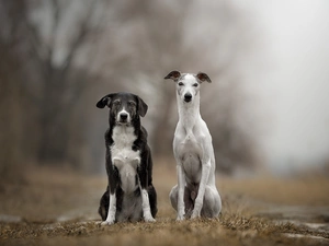 Whippet, car in the meadow, Dogs, mongrel, Two cars