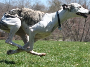 Whippet