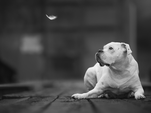 dog, boxer, feather, White