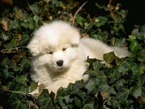 doggy, Puppy, Leaf, White