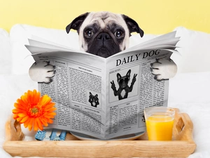 Paper, dog, juice, White Bed, Gerbera, pug