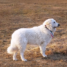 White, Shepherd Hungarian Kuvasz, adult