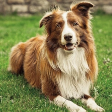 white Dog, Lawn, brown