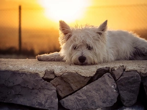 sun, West Highland White Terrier, ledge