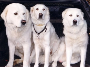 Maremmano-abruzzese, Three, White