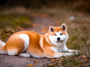 dog, lying, Path, grass, Akita Inu, Red-white