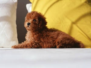 White Bed, pillows, doggy