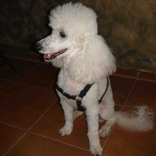 White, coat, Poodle average