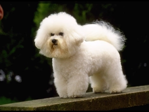 White, poodle