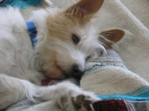 White, podengo Portuguese