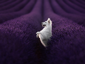 dog, Field, lavender, White Swiss Shepherd