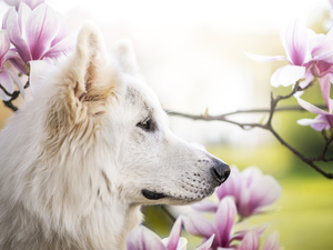 dog, Flowers, Magnolias, White Swiss Shepherd