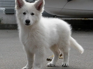 bath-tub, small, White Swiss Shepherd