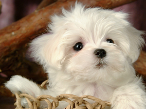 small, puppie, basket, White