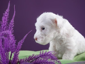 dog, Sealyham Terrier, White, puppie, small