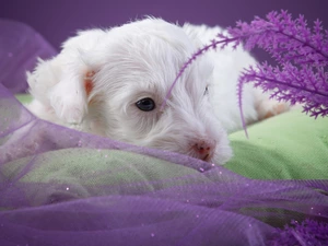 dog, Sealyham Terrier, White, puppie, small
