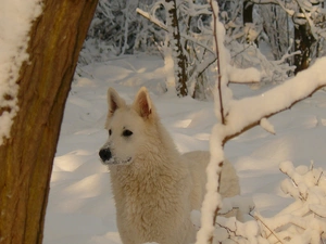 winter, White Swiss Shepherd, forest