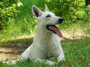 grass, White Swiss Shepherd, Tounge