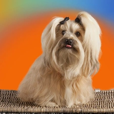 wicker, Tounge, Shih, basket, Tzu