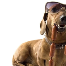 Wieners, Glasses, dachshund, dog-collar