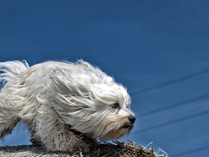 Wind, dog, Havanese