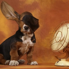 ears, Windmill, basset