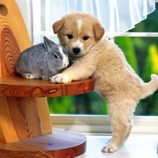 Window, shelf, dog, Rabbit