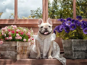Pots, Window, dress, Flowers, bitch