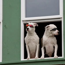 Glasses, Window, Dogs